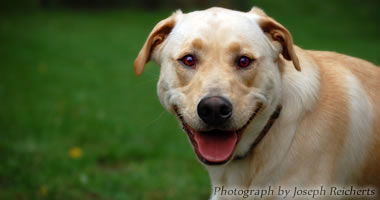 Describe the photo or the page it links to